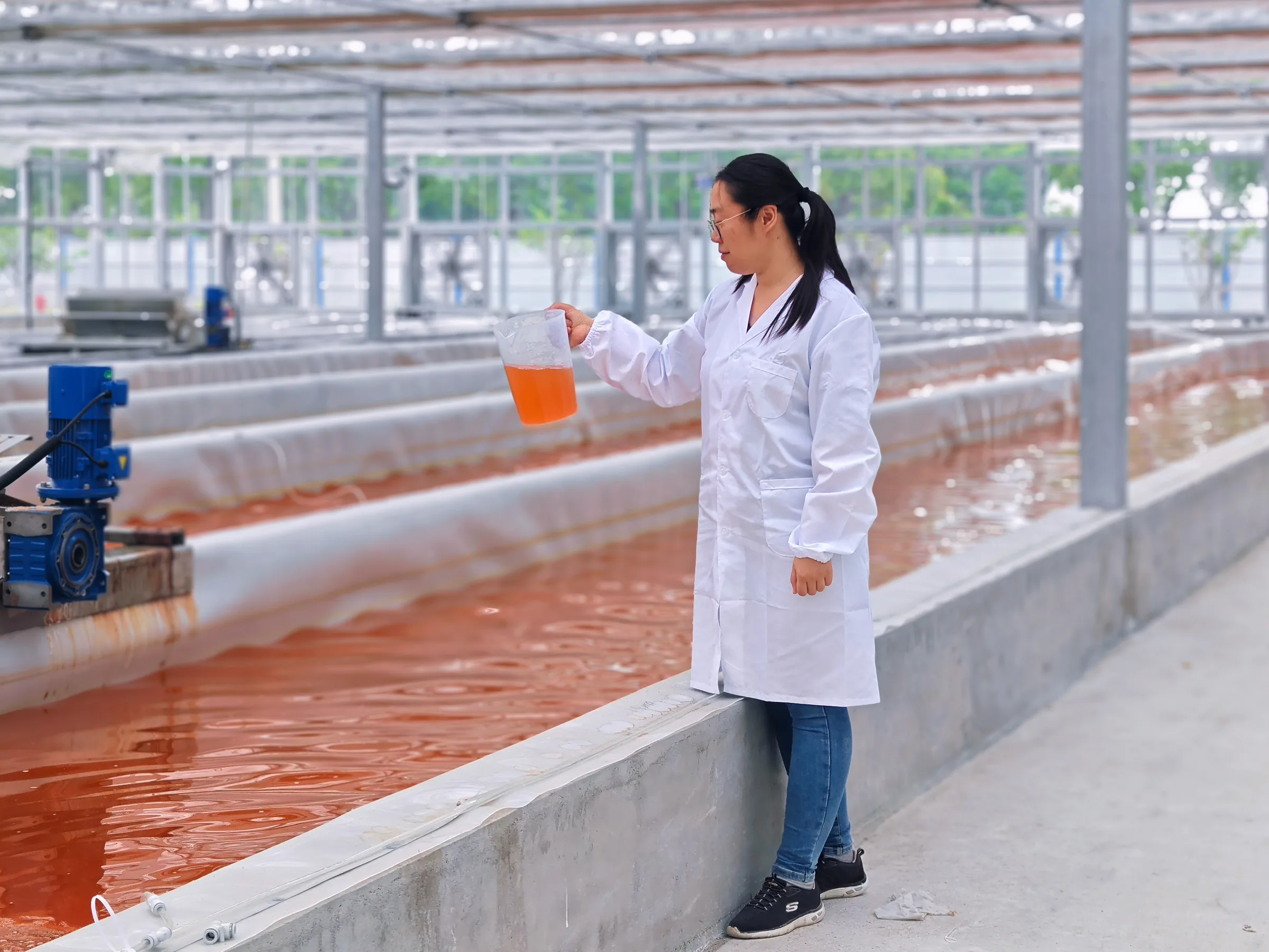 HETCHYN scientist checks an orange microalgae culture in glass-greenhouse raceways